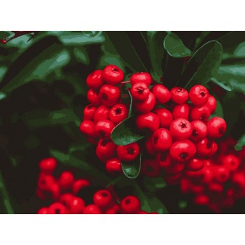 Картина за номерами. Art Craft